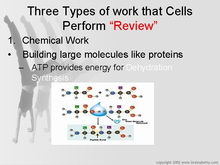 Three Types of work that Cells Perform “Review” 1. Chemical Work • Building large