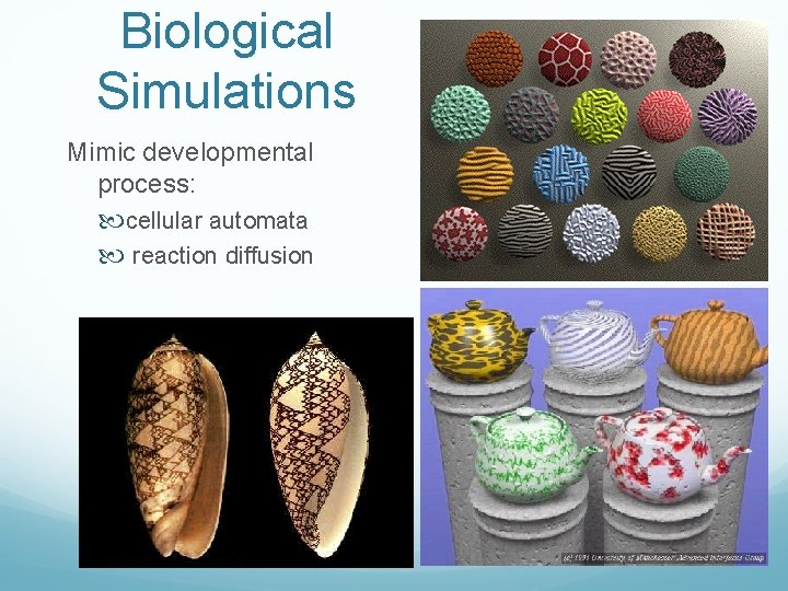Biological Simulations Mimic developmental process: cellular automata reaction diffusion 