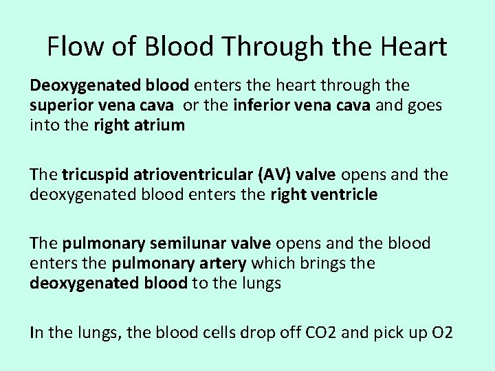 Flow of Blood Through the Heart Deoxygenated blood enters the heart through the superior