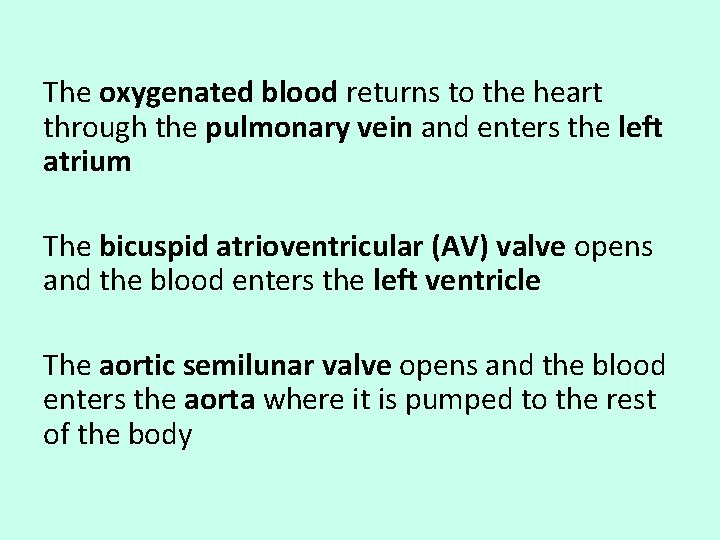 The oxygenated blood returns to the heart through the pulmonary vein and enters the