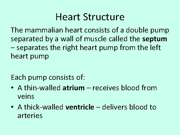 Heart Structure The mammalian heart consists of a double pump separated by a wall