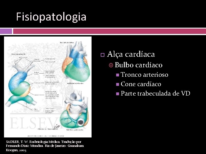 Fisiopatologia Alça cardíaca Bulbo cardíaco Tronco arterioso Cone cardíaco Parte trabeculada de VD SADLER,