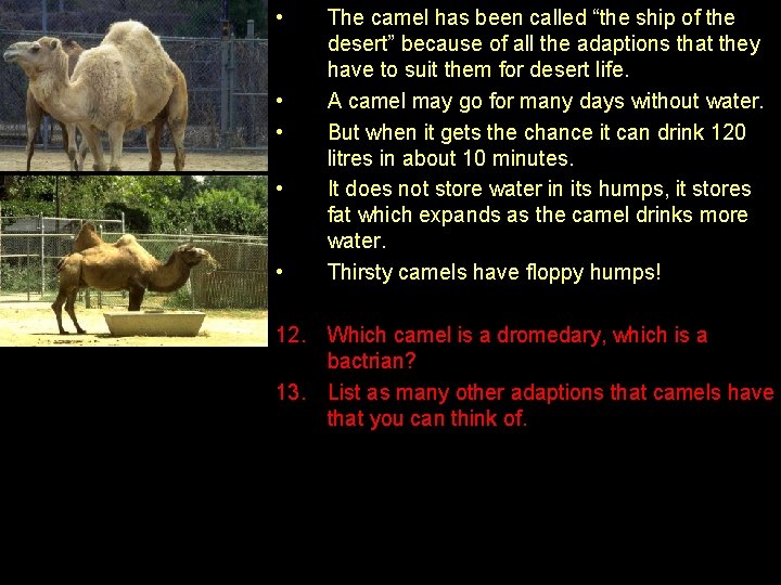  • • • The camel has been called “the ship of the desert”