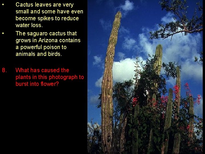  • • 8. Cactus leaves are very small and some have even become
