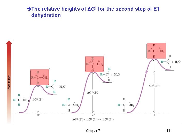 èThe relative heights of DG‡ for the second step of E 1 dehydration Chapter