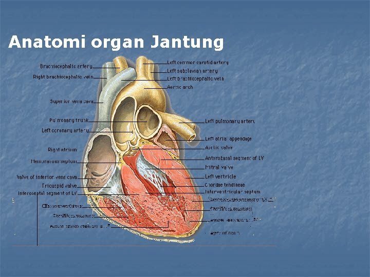 Anatomi organ Jantung 