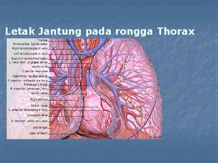 Letak Jantung pada rongga Thorax 