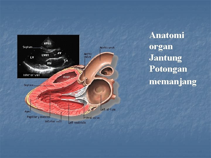 Anatomi organ Jantung Potongan memanjang 