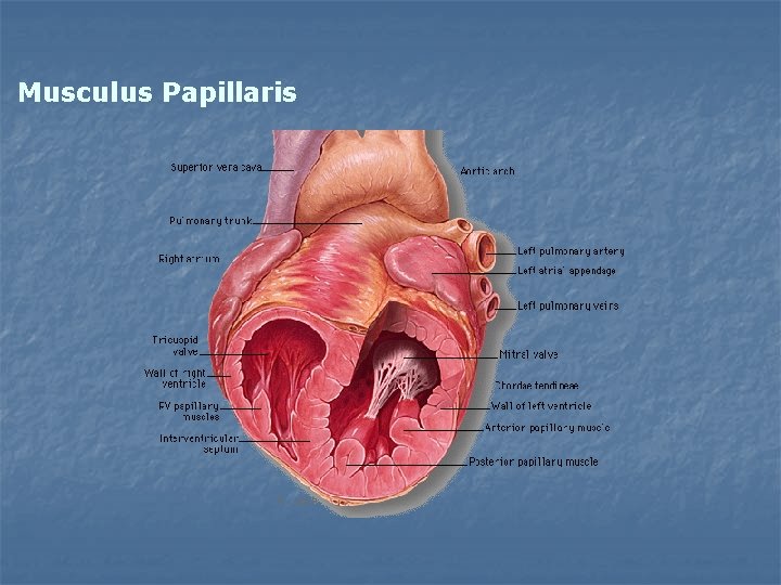 Musculus Papillaris 
