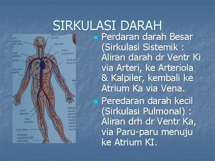 SIRKULASI DARAH n n Perdaran darah Besar (Sirkulasi Sistemik : Aliran darah dr Ventr