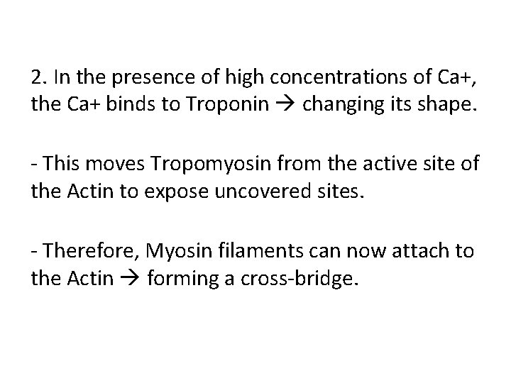 2. In the presence of high concentrations of Ca+, the Ca+ binds to Troponin