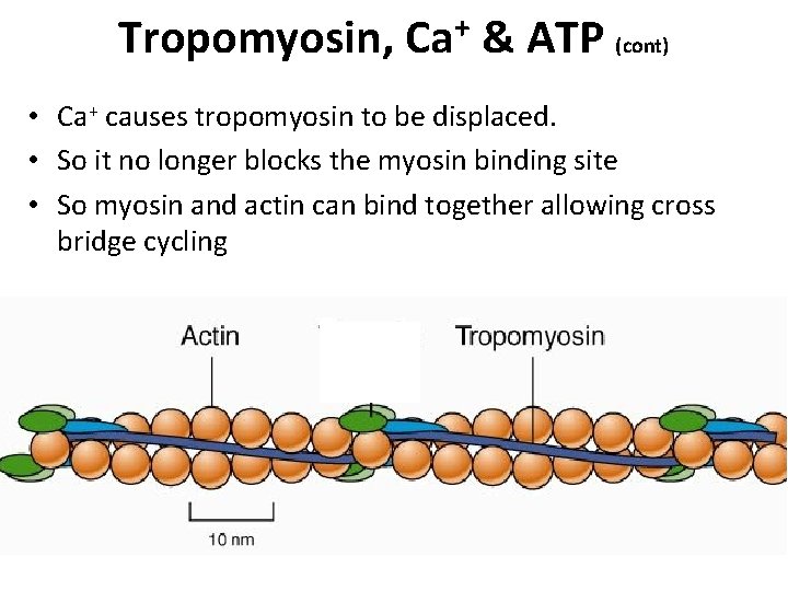 Tropomyosin, Ca+ & ATP (cont) • Ca+ causes tropomyosin to be displaced. • So