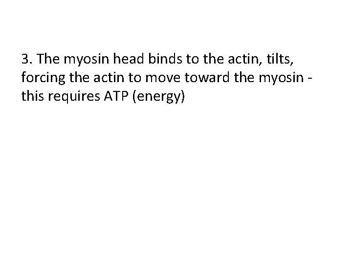 3. The myosin head binds to the actin, tilts, forcing the actin to move