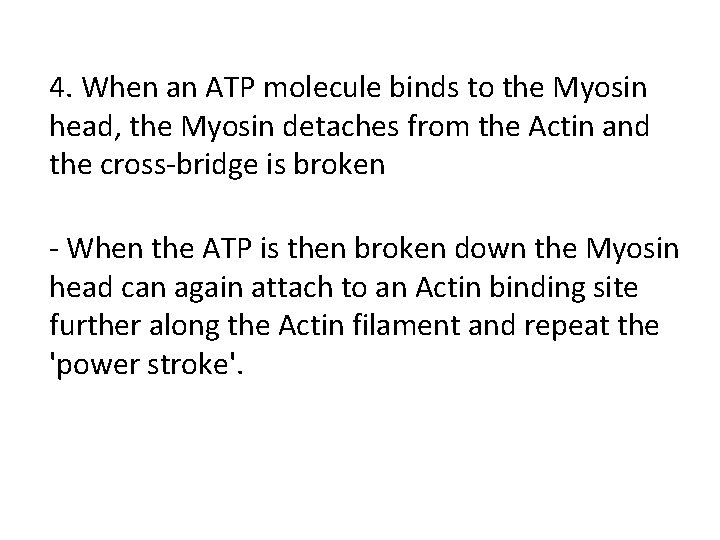 4. When an ATP molecule binds to the Myosin head, the Myosin detaches from