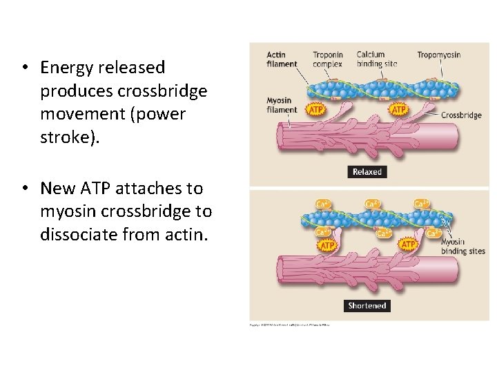  • Energy released produces crossbridge movement (power stroke). • New ATP attaches to