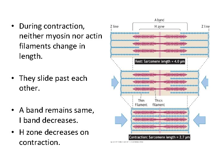  • During contraction, neither myosin nor actin filaments change in length. • They