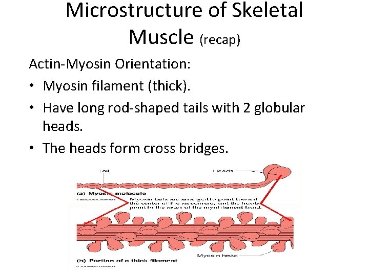 Microstructure of Skeletal Muscle (recap) Actin-Myosin Orientation: • Myosin filament (thick). • Have long