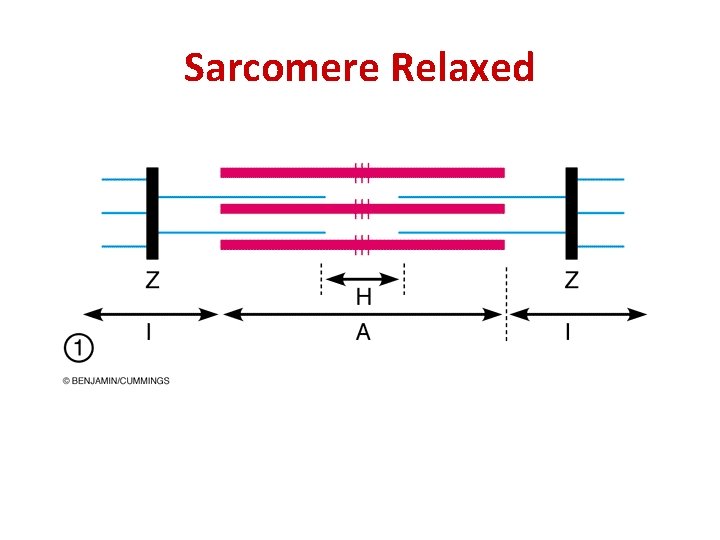 Sarcomere Relaxed 