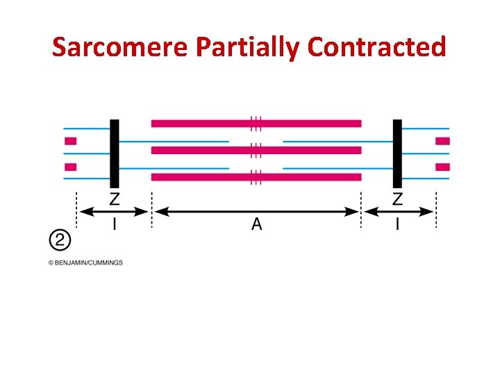 Sarcomere Partially Contracted 