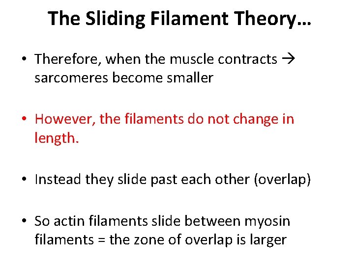 The Sliding Filament Theory… • Therefore, when the muscle contracts sarcomeres become smaller •