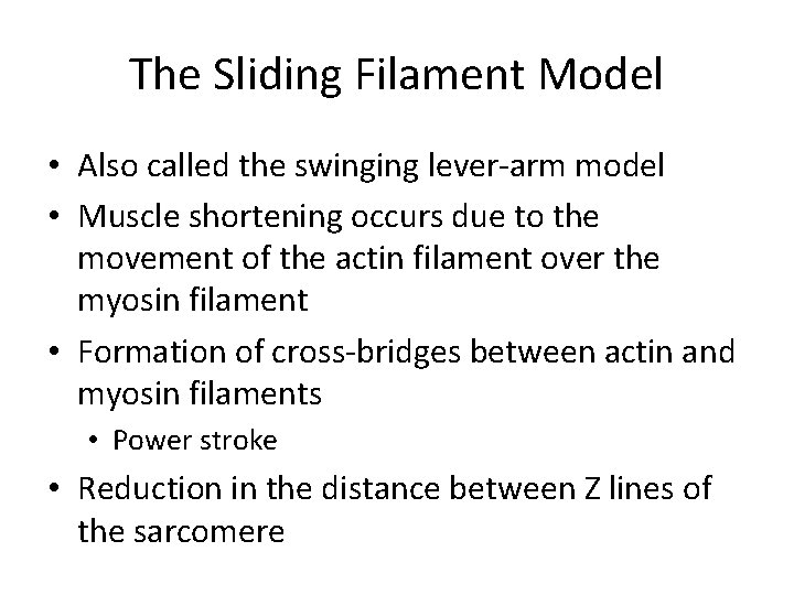 Muscular Contraction The Sliding Filament Model • Also called the swinging lever-arm model •