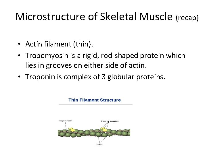 Microstructure of Skeletal Muscle (recap) • Actin filament (thin). • Tropomyosin is a rigid,