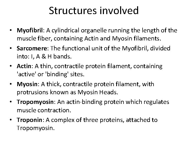 Structures involved • Myofibril: A cylindrical organelle running the length of the muscle fiber,