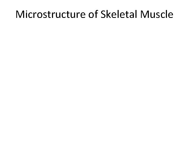 Structure of Skeletal Muscle Microstructure of Skeletal Muscle 