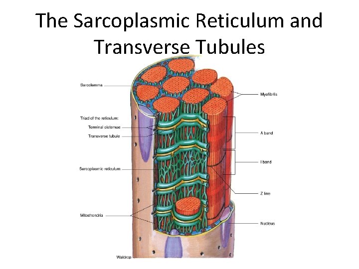 Structure of Skeletal Muscle The Sarcoplasmic Reticulum and Transverse Tubules 