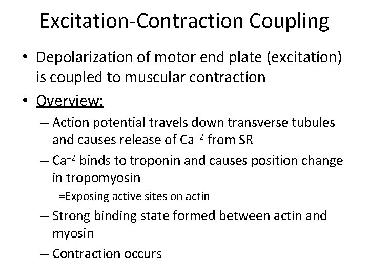 Muscular Contraction Excitation-Contraction Coupling • Depolarization of motor end plate (excitation) is coupled to