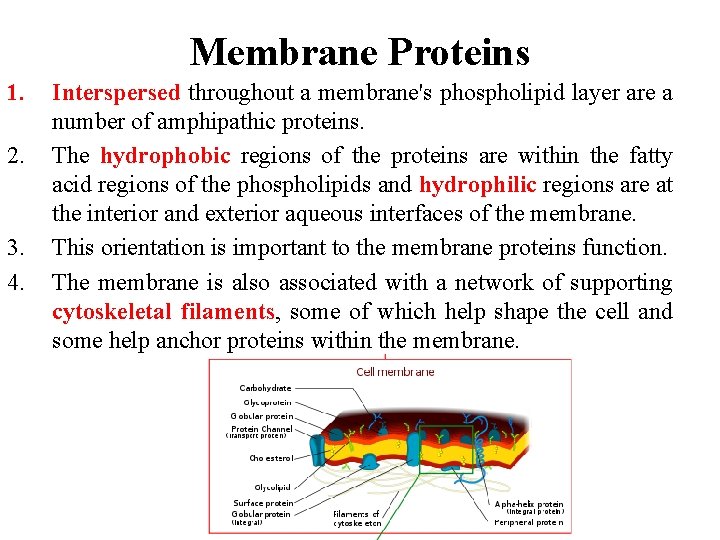 Membrane Proteins 1. 2. 3. 4. Interspersed throughout a membrane's phospholipid layer are a