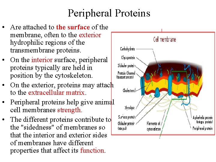 Peripheral Proteins • Are attached to the surface of the membrane, often to the