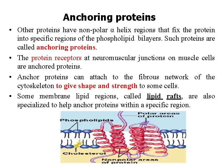 Anchoring proteins • Other proteins have non-polar α helix regions that fix the protein