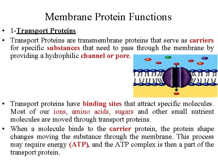 Membrane Protein Functions • 1 -Transport Proteins • Transport Proteins are transmembrane proteins that