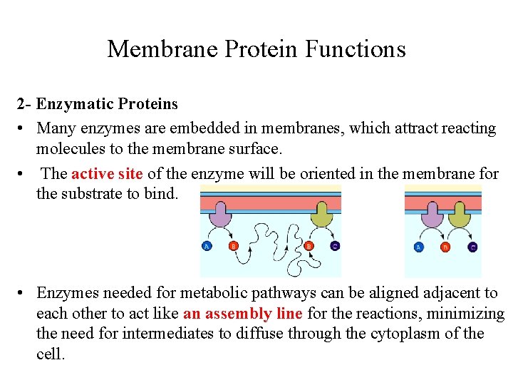Membrane Protein Functions 2 - Enzymatic Proteins • Many enzymes are embedded in membranes,