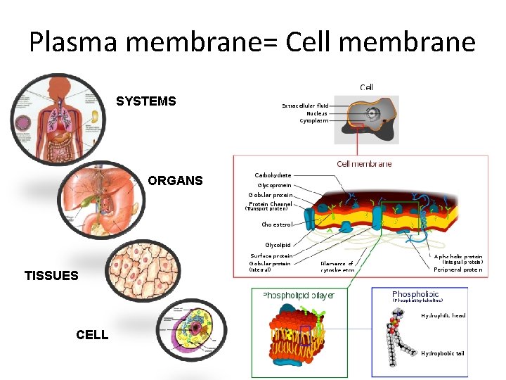 Plasma membrane= Cell membrane SYSTEMS ORGANS TISSUES CELL 