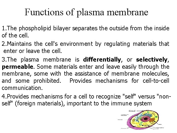 Functions of plasma membrane 1. The phospholipid bilayer separates the outside from the inside