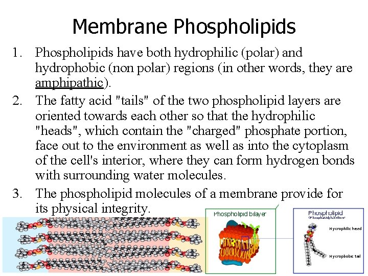 Membrane Phospholipids 1. Phospholipids have both hydrophilic (polar) and hydrophobic (non polar) regions (in