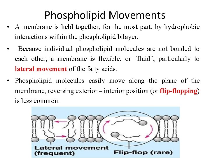 Phospholipid Movements • A membrane is held together, for the most part, by hydrophobic