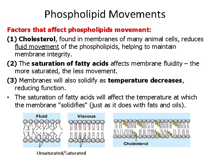 Phospholipid Movements Factors that affect phospholipids movement: (1) Cholesterol, found in membranes of many