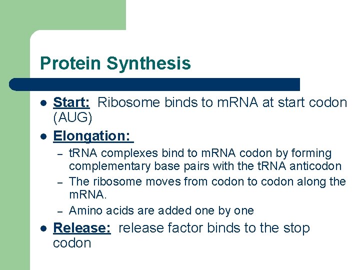 Protein Synthesis l l Start: Ribosome binds to m. RNA at start codon (AUG)