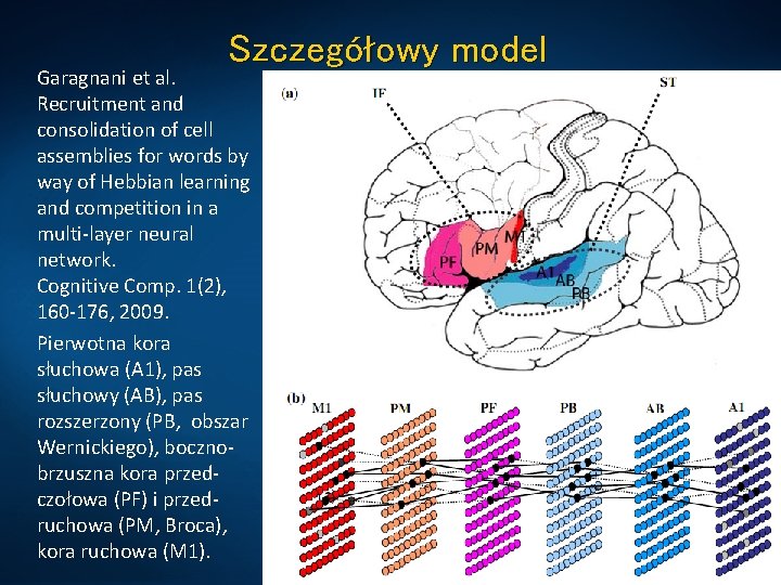 Szczegółowy model Garagnani et al. Recruitment and consolidation of cell assemblies for words by