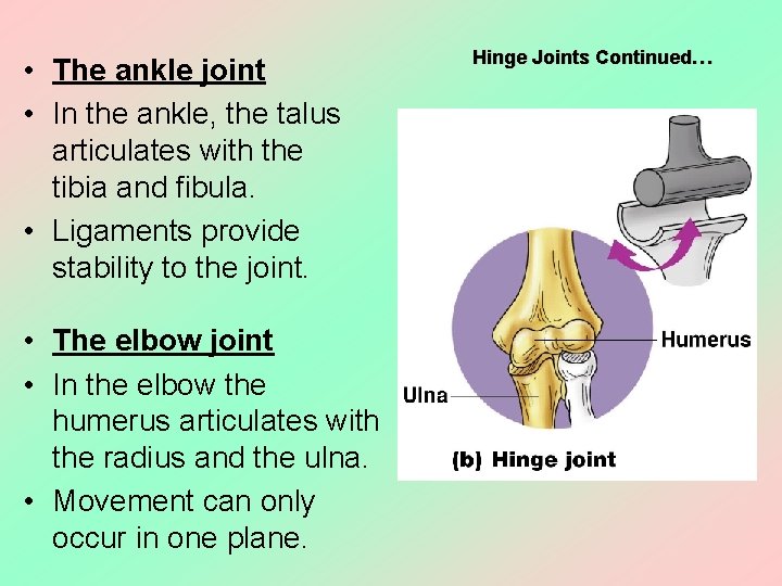  • The ankle joint • In the ankle, the talus articulates with the