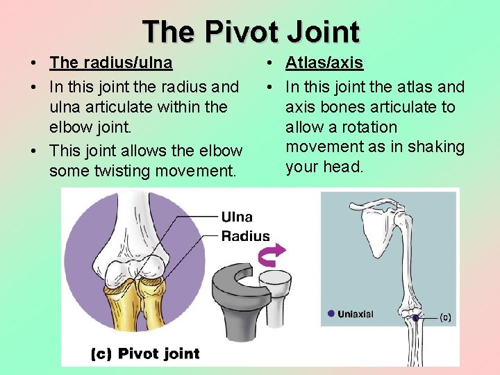 The Pivot Joint • The radius/ulna • In this joint the radius and ulna