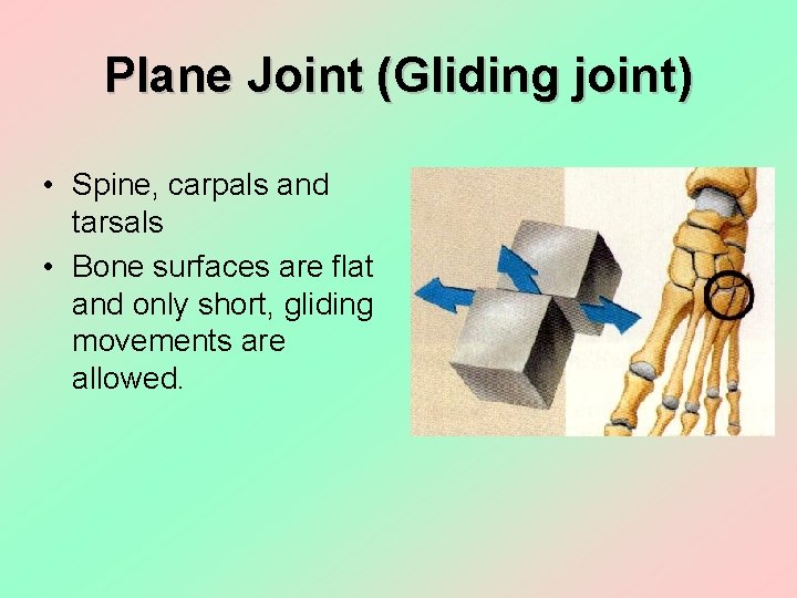 Plane Joint (Gliding joint) • Spine, carpals and tarsals • Bone surfaces are flat