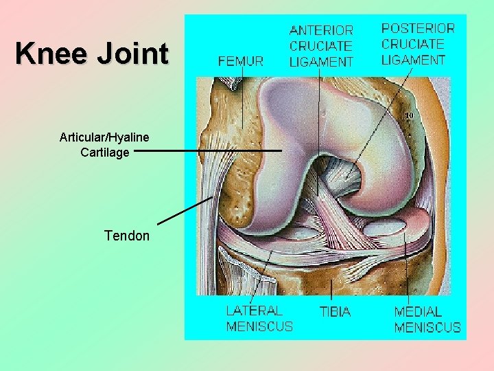 Knee Joint Articular/Hyaline Cartilage Tendon 