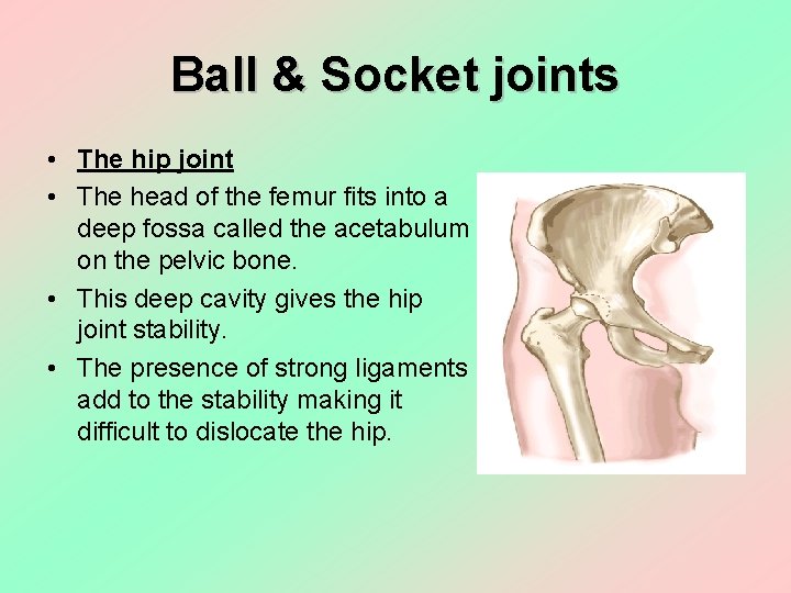 Ball & Socket joints • The hip joint • The head of the femur