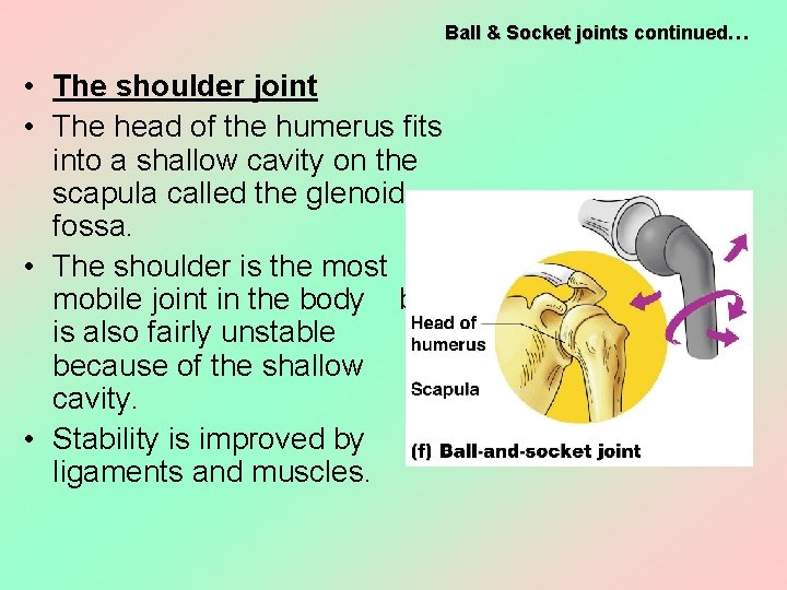 Ball & Socket joints continued… • The shoulder joint • The head of the