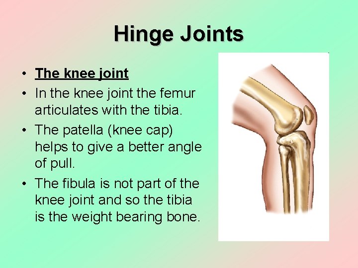 Hinge Joints • The knee joint • In the knee joint the femur articulates