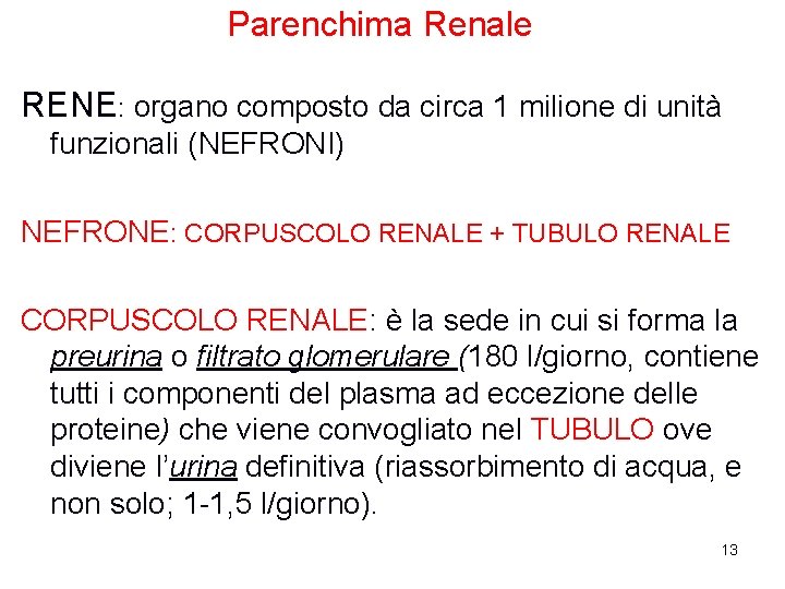 Parenchima Renale RENE: organo composto da circa 1 milione di unità funzionali (NEFRONI) NEFRONE:
